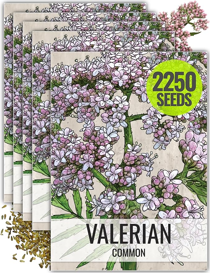 Seed Needs Valerian Seeds for Planting Stink Root Plants - Non-GMO Heirloom & Untreated Perennial Medicinal Herb Seed to Plant a Home Grown Outdoor Garden (5 Packs)