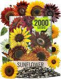 Seed Needs Sunflower Seeds for Planting The Original Crazy Blend | 2 Ounce 15+ Heirloom Varieties Open Pollinated & Untreated | Resealable Bulk Package Multicolored Blooms Flower Seeds