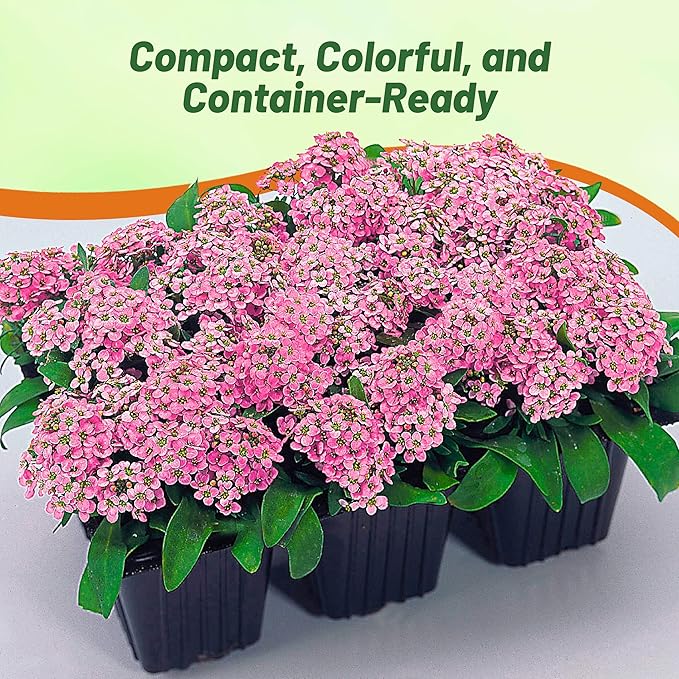Outsidepride Easter Bonnet Deep Pink Alyssum Seeds - 2000 Pcs Annual, Drought-Tolerant & Pollinator-Friendly Ground Cover Seeds w/Fragrant Honey Blooms for Low-Growing Xeriscaping & Outdoor Planting