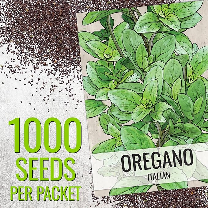 Seed Needs Oregano Seeds for Planting Italian Herbs - Non-GMO Heirloom & Untreated Culinary Herb Seed - Grow Indoors or Outdoors for a Kitchen Garden (5 Packs)