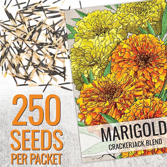 Seed Needs Crackerjack Marigold Seeds for Planting - Heirloom & Open Pollinated Annual Flowers - Plant a Butterfly Garden to Attract Pollinators (2 Packs)