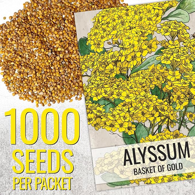 Seed Needs Alyssum Seeds for Planting Basket of Gold - Heirloom Annual Flowers to Attract Pollinators Butterflies & Bees to Outdoor Rock Gardens, Pots, Containers & Window Boxes (1 Pack)