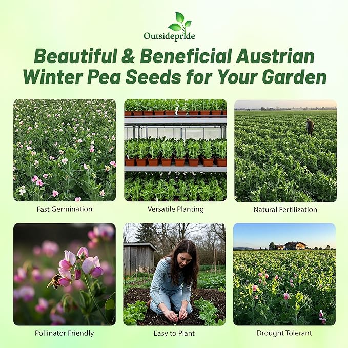 Outsidepride Austrian Winter Peas Seeds for Planting – 10 lbs Bag (Cool-Season Cover Crop, High-Protein Deer Food Plot Seed) Field Peas, Cover Crop Seeds, Spring Mix for Soil Health & Forage