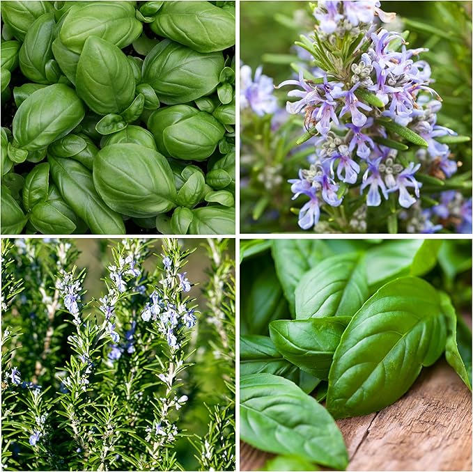 Seed Needs Rosemary Seeds & Basil Seeds for Planting Italian Herbs - Non-GMO Heirloom & Untreated Herb Seed to Plant an Indoor/Outdoor Culinary Medicinal Garden (Collection of 2 Packets)