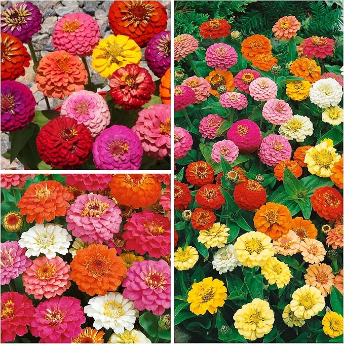 Seed Needs Thumbelina Zinnia Seeds for Planting - Heirloom & Open Pollinated Annual Dwarf Cut Flowers - Grow a Butterfly Garden to Attract Pollinators (5 Packs)