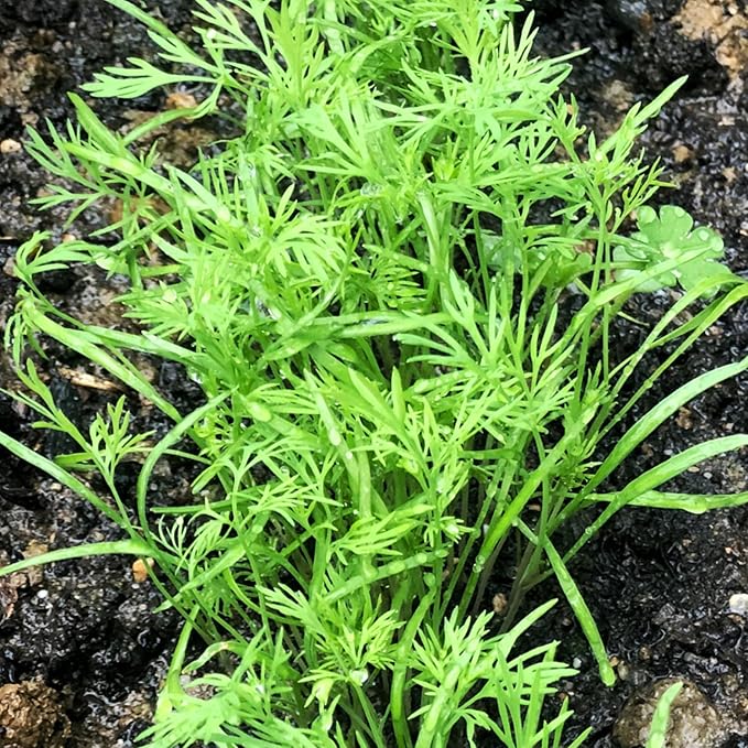 Seed Needs Dill Seeds for Planting Bouquet Herbs - Non-GMO Heirloom & Untreated Herb Seed to Plant a Home Grown Indoor/Outdoor Garden (2 Packs)