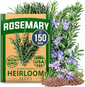 HOME GROWN Non GMO Rosemary Seeds Pack - 150 High Germinating Heirloom Herb Seeds for Planting in Indoor or Outdoor Herb Gardens (Salvia rosmarinus)
