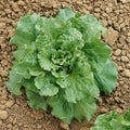 Nevada Batavian Lettuce Seeds - 1 Oz ~25000 Seeds - Non-GMO - Vegetable Garden - Lactuca Sativa