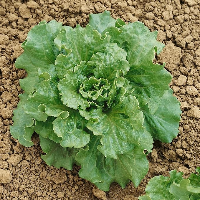 Nevada Batavian Lettuce Seeds - 1 Oz ~25000 Seeds - Non-GMO - Vegetable Garden - Lactuca Sativa