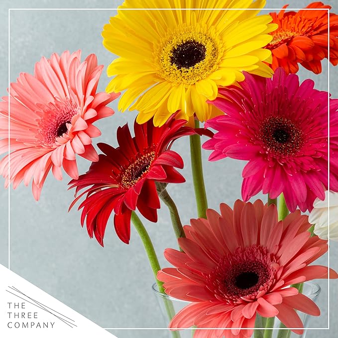 Live Gerbera Daisies - Assorted Colors (3 Plants Per Pack) - Beautiful Spring Flowers - 12" Tall by 5" Wide in 1 Qt Pot (Pack of 2)