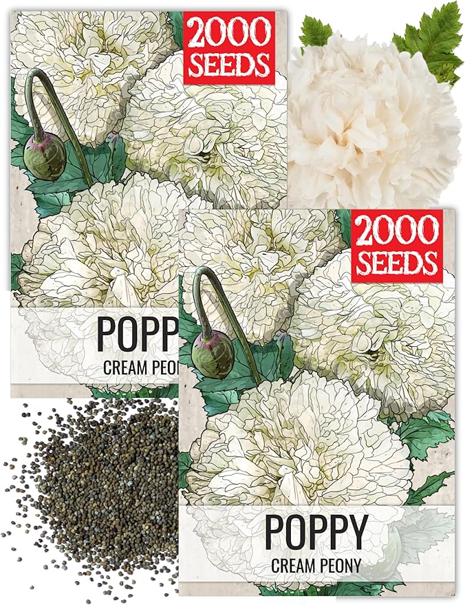 Seed Needs Cream Peony Poppy Seeds for Planting Poppies - Heirloom & Open Pollinated Soft White Flowers to Attract Butterflies & Pollinators to a Butterfly Garden (2 Packs)