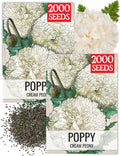 Seed Needs Cream Peony Poppy Seeds for Planting Poppies - Heirloom & Open Pollinated Soft White Flowers to Attract Butterflies & Pollinators to a Butterfly Garden (2 Packs)