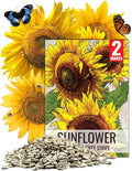 Seed Needs Sunflower Seeds to Plant Mammoth Grey Stripe | 2 Ounce Large Resealable Pouch Heirloom Seeds Helianthus Annuus Non GMO | Tall Growing Sun Flowers (XL Pack)