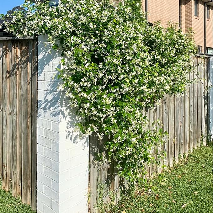 Climbing Jasmine Flower Seeds for Planting, 100+pcs Rare Perennial Fragrant Climber Jasmine Flower Seeds Plants, Non-GMO Heirloom Beauty Windmill Climbing Flowers in Home Garden Outdoors
