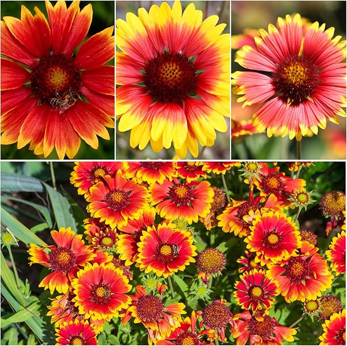 Seed Needs, Blanket Flower Seeds for Planting (Gaillardia aristata) Single Package of 100 Seeds - Heirloom & Open Pollinated, Attracts Butterflies
