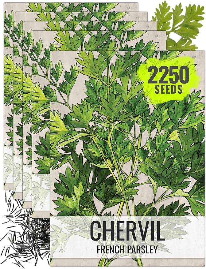 Seed Needs Chervil Seeds for Planting - Non-GMO, Heirloom & Untreated Annual Herbs - Grow an Indoor/Outdoor Garden Full of Culinary French Parsley (5 Packs)
