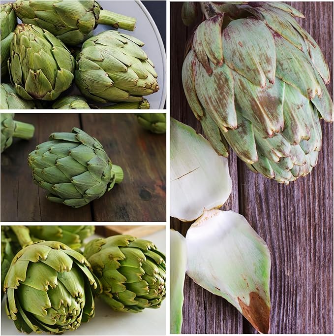 Seed Needs Artichoke Seeds for Planting Green Globe Artichokes - Non-GMO Heirloom & Untreated - Grow an Outdoor Home Grown Vegetable Garden for Fresh Produce (5 Packs)