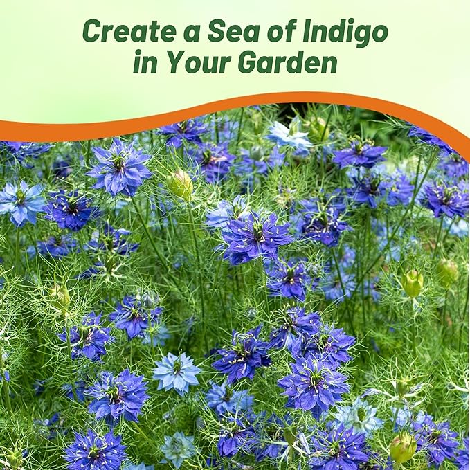 Outsidepride Jewels Indigo Nigella Seeds - 1000 Pcs Annual Flower Seeds for Planting with Vibrant Blooms & Lacy, Fern-Like Foliage, Attractive Cut Flower for Small Garden Spaces & Floral Arrangements