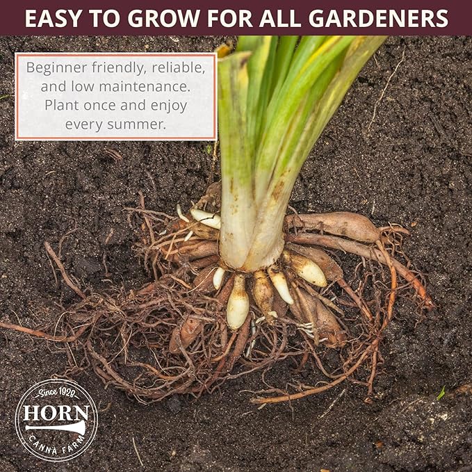 Strutter’s Ball Daylily Flower Bulbs – Deep Red-Purple Ruffled Blooms with Yellow Throat – Hardy, Pollinator-Friendly Perennial for Full Sun (Zones 3–9) Fall Planting Spring Blooming