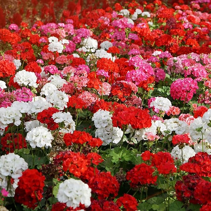 Outsidepride Mix Geranium Seeds for Planting - 200 Pcs Annual, Heat & Drought Tolerant Flower Seeds with Green Foliage & Mix Blooms for Pots, Borders & Lush Summer Garden Displays