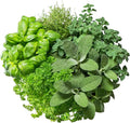 12 Variety Herb Garden Seed Collection, Non-GMO Heirloom Seeds, Basil, Parsley, Cilantro, Oregano, Chives, Thyme, Sage, Dill, Fennel, Marjoram, Savory, Tarragon