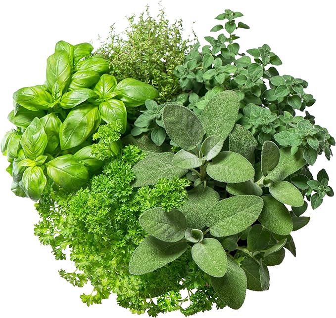 12 Variety Herb Garden Seed Collection, Non-GMO Heirloom Seeds, Basil, Parsley, Cilantro, Oregano, Chives, Thyme, Sage, Dill, Fennel, Marjoram, Savory, Tarragon