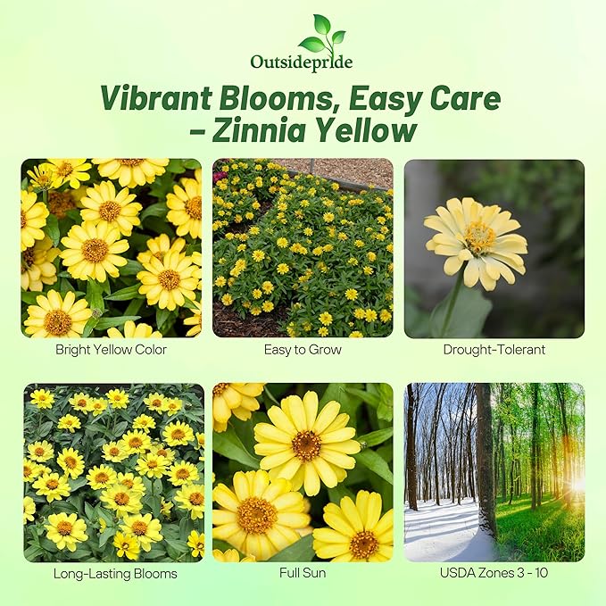 Outsidepride Profusion Yellow Zinnia Seeds - 50 Pcs Annual Flower Seeds, Easy to Grow, Drought-Tolerant, Hardy & Deer-Resistant, Ideal for Cut Flowers, Butterfly Gardens & Landscape Border
