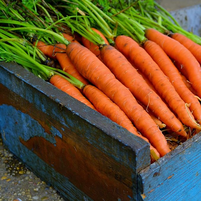 Little Fingers Carrot - 150 Seeds - Heirloom & Open-Pollinated Variety, Non-GMO Vegetable Seeds for Planting Indoors or Outdoors in The Home Garden, Thresh Seed Company