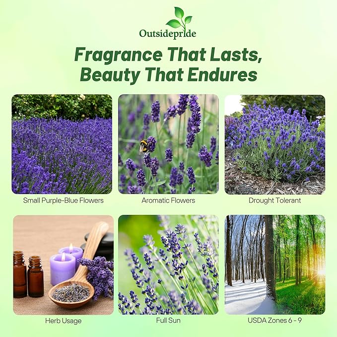 Outsidepride English Lavender Seeds - 10000 Pcs Perennial, Drought-Tolerant & Pollinator Friendly Herb Seeds for Planting Fragrant and Delicate Flowers with Lavender Blooms for Xeriscaping Gardens