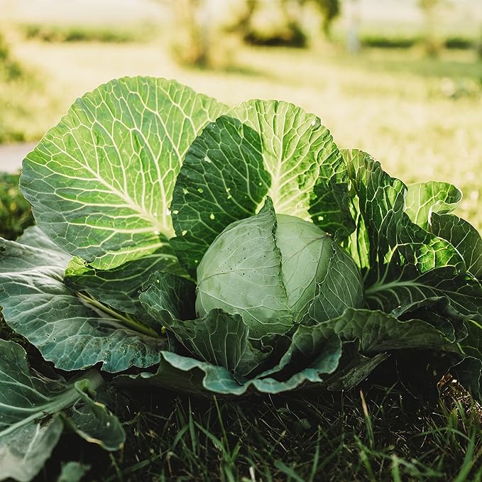 All Seasons Cabbage - 100 Seeds - Heirloom & Open-Pollinated Variety, Non-GMO Vegetable Seeds for Planting Outdoors in The Home Garden, Thresh Seed Company