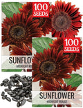 Seed Needs Sunflower Seeds for Planting Midnight Rouge Branching Sunflowers - Heirloom & Open Pollinated Flower Seed to Plant an Outdoor Wildflower Butterfly Garden (2 Packs)