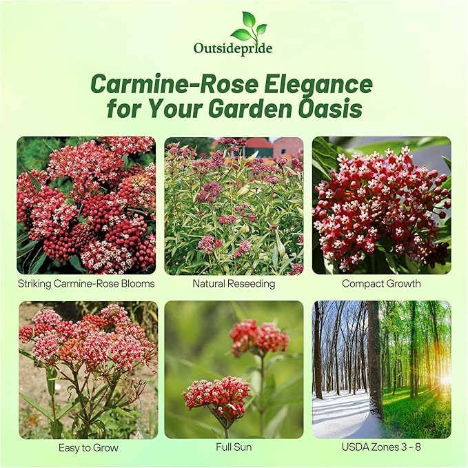 Outsidepride Carmine Rose Swamp Milkweed Seeds - 500 Pcs Perennial, Heat & Humid Tolerant, Pollinator-Friendly Wildflower Seeds, Ideal for Monarch Butterflies, Cut Flowers, Borders, or Meadows