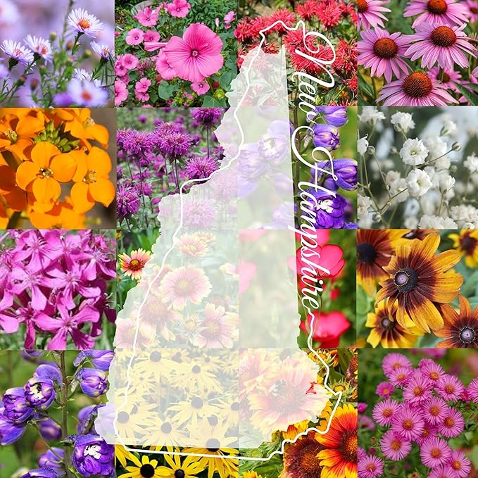New Hampshire Bulk Perennial Wildflower Seed Mix 1lb Covers 2,000sq-ft - Attract Pollinators, Multi-Color Blooms - Northeast US Species Plant in Spring/Fall - Earth-Friendly Packaging (1/2 Pound)