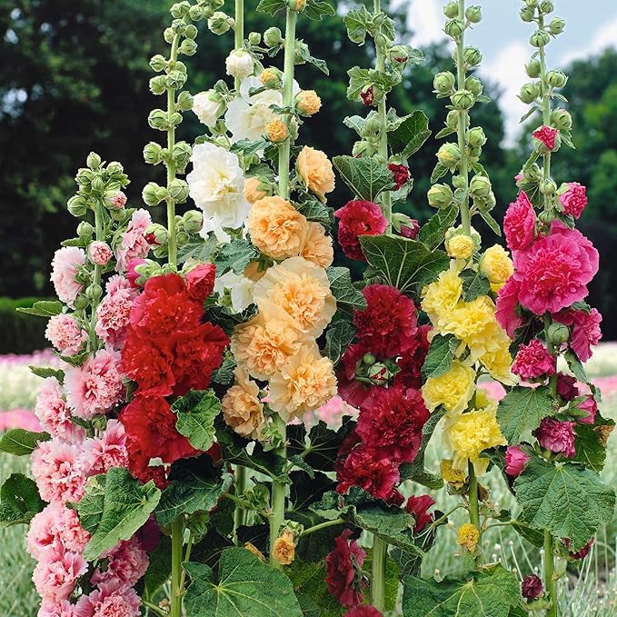 Park Seed Summer Carnival Hollyhock Flower Seeds – Vibrant Double Blooms, Tall Garden Borders, Long-Blooming Annual, AAS Award-Winning Variety, Easy to Grow in Full Sun – Pack of 50