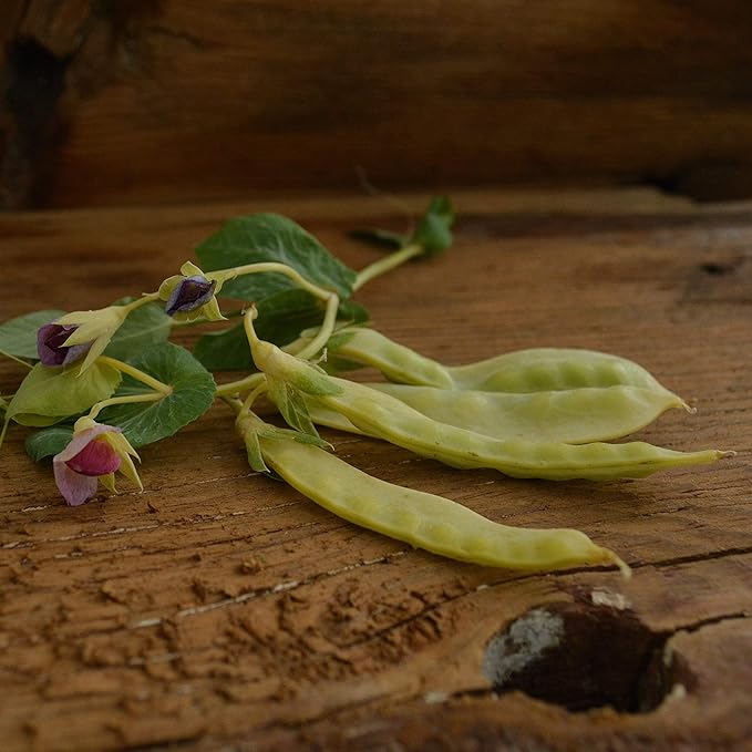 Golden Sweet Yellow Snow Pea - 50 Seeds -Rare Heirloom Climbing Pea Variety, Easy-to-Grow & Cold-Tolerant, Non-GMO Vegetable Seeds for Planting Outdoors in The Home Garden, Thresh Seed Company