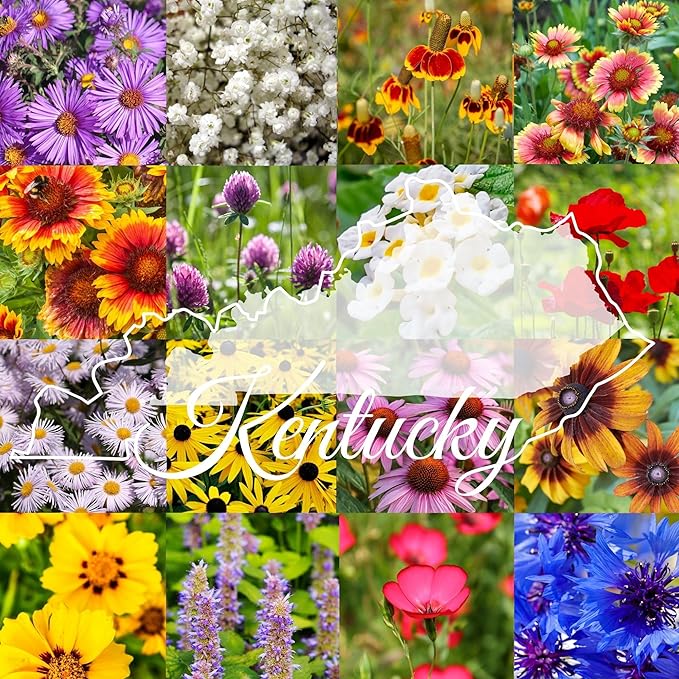 Kentucky Bulk Perennial Wildflower Seed Mix 1lb Covers 2,000sq-ft - Attract Pollinators, Multi-Color Blooms - Midwest US Species Plant in Spring/Fall - Earth-Friendly Packaging (1/4 Pound)