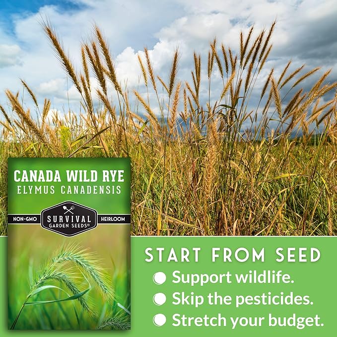 Survival Garden Seeds – Canada Wild Rye (Elymus Canadensis) | Fast-Growing Prairie Grass | Erosion Control | North American Native Grass Seed - 1 Pack