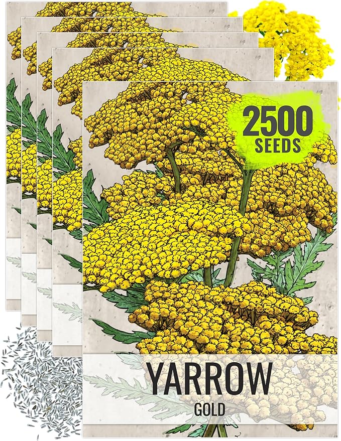 Seed Needs Gold Yarrow Seeds for Planting Yellow Achillea filipendulina - Heirloom & Open Pollinated Perennial Flowers to Attract Monarch Butterflies to a Butterfly Garden (5 Packs)