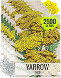 Seed Needs Gold Yarrow Seeds for Planting Yellow Achillea filipendulina - Heirloom & Open Pollinated Perennial Flowers to Attract Monarch Butterflies to a Butterfly Garden (5 Packs)