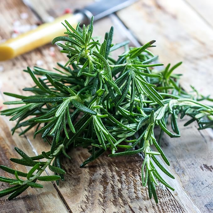Seed Needs Rosemary Seeds for Planting - Non-GMO Heirloom & Untreated Perennial Herbs to Plant a Medicinal & Culinary Kitchen Garden Indoors or Outdoors (5 Packs)