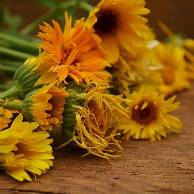 Pacific Beauty Calendula - 250 Seeds - Heirloom Pot Marigold Variety, Pollinator-Friendly Medicinal Herb & Flower Seeds for Planting Outdoors in The Home Garden, Thresh Seed Company