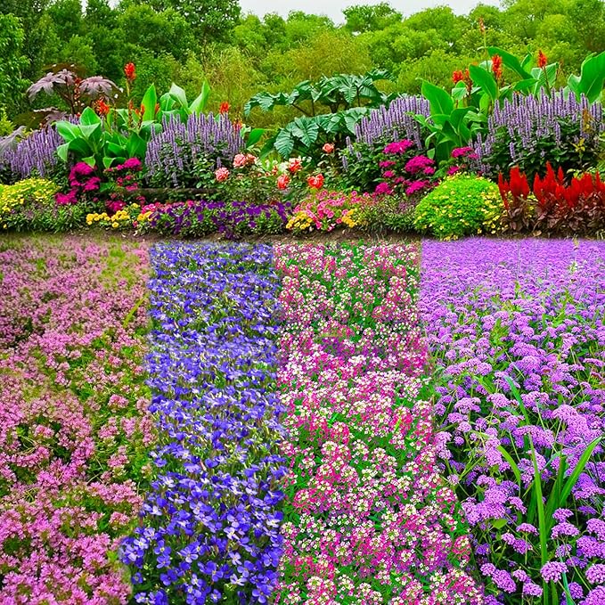 Ground Cover Plant Seeds Collection - 31,000+ Seeds Mix of Creeping Thyme, Alyssum, Purple Rockcress, Moss Verbena - 4 Varieties Pack for Landscaping Ground Cover