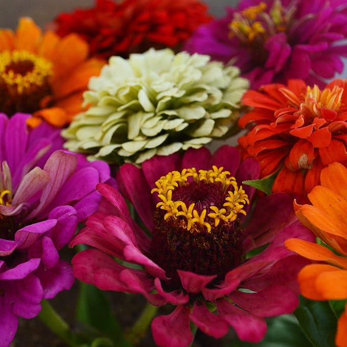 California Giants Zinnia Mix - 100 Seeds - Heirloom & Open-Pollinated Variety, Attracts Bees & Butterflies, Pollinator-Friendly Flower Seeds for Planting in The Home Garden, Thresh Seed Company