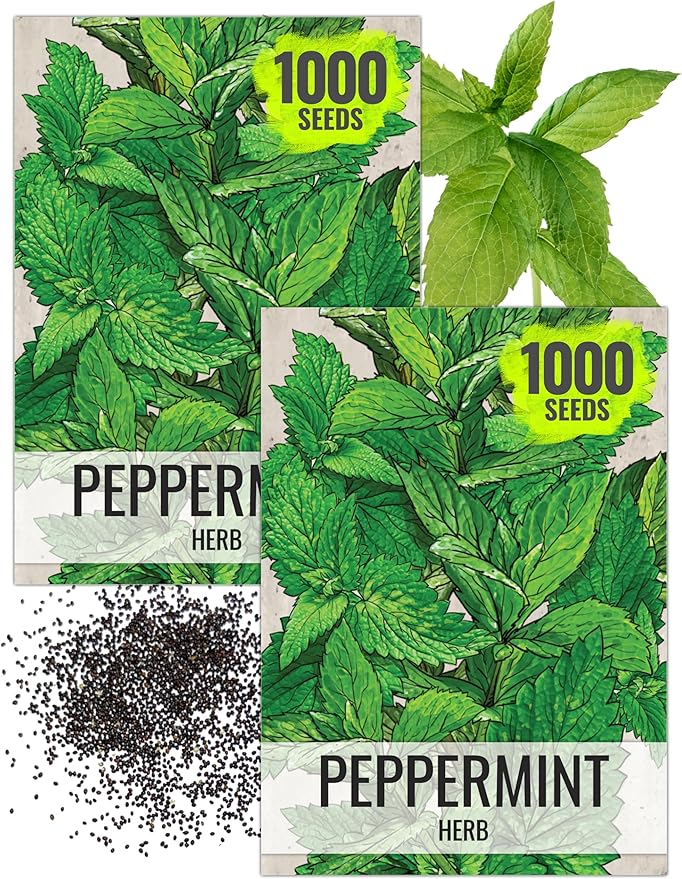 Seed Needs Peppermint Seeds for Planting - Non-GMO, Heirloom & Untreated - Medicinal/Culinary Herb to Plant a Home Grown Indoor or Outdoor Garden (2 Packs)