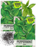 Seed Needs Peppermint Seeds for Planting - Non-GMO, Heirloom & Untreated - Medicinal/Culinary Herb to Plant a Home Grown Indoor or Outdoor Garden (2 Packs)