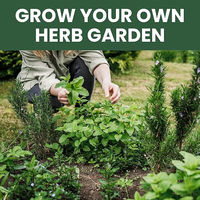 Herb Seeds | 10 Invidiual Packs | 2026 Season | Non-GMO | Mint, Parsley, Basil, Thyme & More! | for Planting Indoor & Outdoor | by Family Sown