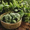 Bloomsdale Longstanding Spinach - 250 Seeds - Heirloom & Open-Pollinated, Easy-to-Grow Leafy Greens, Non-GMO Vegetable Seeds for Planting Indoors/Outdoors in Containers/Garden, Thresh Seed Company