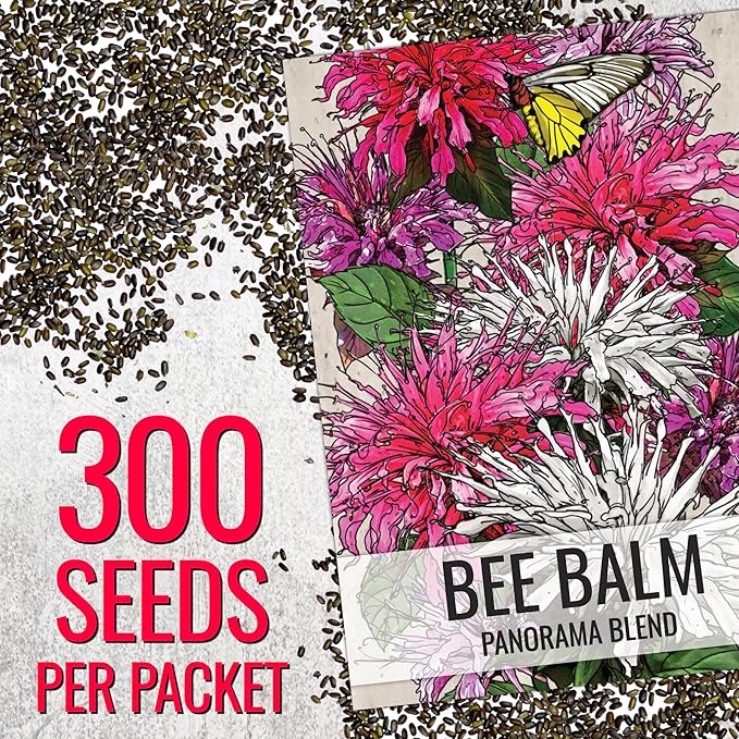 Seed Needs Panorama Mixed Bee Balm Seeds for Planting - Heirloom & Open Pollinated Perennial - Mixture of Colorful Flowers to Grow a Butterfly Garden (5 Packs)