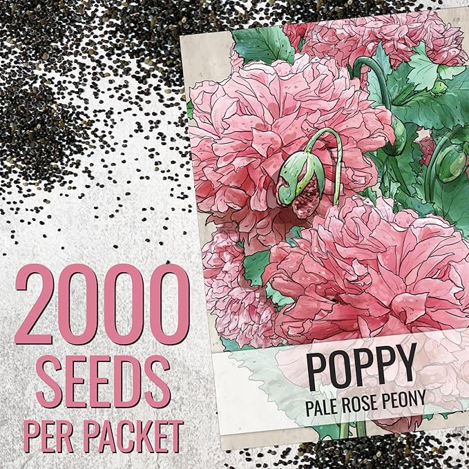 Seed Needs Pale Rose Peony Poppy Seeds for Planting - Heirloom & Open Pollinated Annual Flowers - Pink Ruffled Blooms to Attract Butterflies to the Garden (2 Packs)
