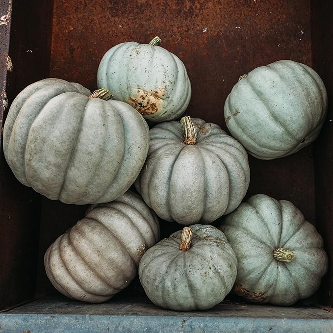 Jarrahdale Blue Pumpkin Winter Squash - 25 Seeds - Heirloom & Open-Pollinated Variety, Easy-to-Grow, Non-GMO Vegetable Seeds for Planting Outdoors in The Home Garden, Thresh Seed Company